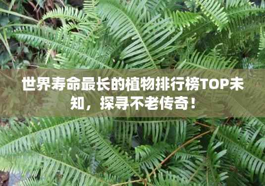 世界寿命最长的植物排行榜TOP未知,探寻不老传奇!