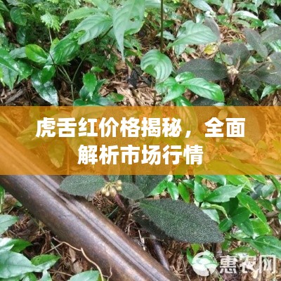 虎舌红价格揭秘,全面解析市场行情