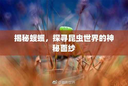 揭秘螋蠼,探寻昆虫世界的神秘面纱