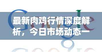 最新肉鸡行情深度解析，今日市场动态一网打尽